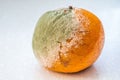 A set of rotten moldy oranges, tangerines on white background. A photo of the growing mold. Food contamination