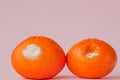 A set of rotten moldy oranges, tangerines on pink background. A photo of the growing mold. Food contamination, bad spoiled Royalty Free Stock Photo