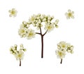 Set of rowan flowers and buds isolated