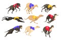 Set of running dog of different breed in coursing dress. Dog racing