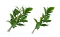Set of ruscus twigs with green leaves isolated on white Royalty Free Stock Photo