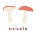 Set of russula mushrooms. edible mushrooms.