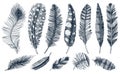 Set Of Rustic Realistic Feathers Of Different Birds, Owls, Peacocks, Ducks. Engraved Hand Drawn In Old Vintage Sketch