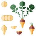 Set of rutabaga for banners, flyers, posters, cards. Whole, half, quarter, slices of Swedish turnip. Root of swede. Flat