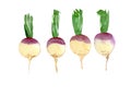 Set of rutabaga. Watercolor illustration isolated on white background