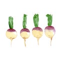 Set of rutabaga. Watercolor illustration isolated on white background. Vector