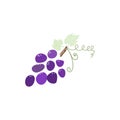 isolated grapes bunch, organic food, natural vitamin, healthy sweet, wine agriculture, vector illustration