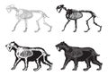 Set of saber-toothed cat icons. Vector illustration decorative design Royalty Free Stock Photo