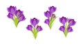 set of saffron flower icon, crocus Flower, flower vector on white background Royalty Free Stock Photo