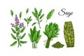 Set of sage design elements. Hand drawn greens and leaf vegetables. Vector illustration in colored sketch style Royalty Free Stock Photo