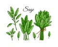 Set of sage design elements. Hand drawn greens and leaf vegetables. Vector illustration in colored sketch style Royalty Free Stock Photo