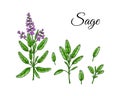 Set of sage design elements. Hand drawn greens and leaf vegetables. Vector illustration in colored sketch style Royalty Free Stock Photo