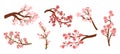 Set of Sakura Cherry Branches With Pink Blooming Flowers Isolated On White Background. Collection Of Spring Fruit Tree Royalty Free Stock Photo