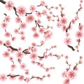 Set of sakura japan cherry branch. EPS 10 Royalty Free Stock Photo