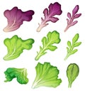 A Set of Salad Leaf