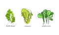 Set of Salads and Leafy Vegetables, Butterhead, Romaine, Watercress Hand Drawn Vector Illustration