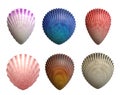 Set of scallops shell