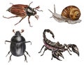 A set of scorpion, snail, maybug, scarabaeus on white background. Watercolor. Illustration. Hand drawn. Template. Royalty Free Stock Photo