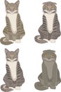 Set of scottish straight and scottish fold cats