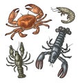 Set sea animal crustacean. Lobster, crab, crawfish, shrimp. Vector engraving