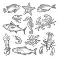 Set sea animal. Lobster, cuttlefish, crab, shrimp, fish tilapia, dorado, tuna, salmon. Vector engraving