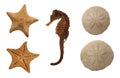 Set of Sea Animals