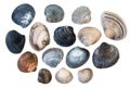 Set of sea clam mollusc shells of scallop, isolated on white background, close up, top view
