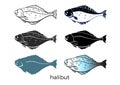 Set of sea fish on white background. Halibut. Vector shape.