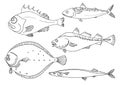 Set of sea fish on white background. Perch, cod, mackerel, flounder, saira. Vector doodle. Royalty Free Stock Photo