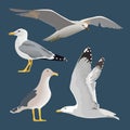 Set of 4 sea gulls. Hovering, soaring, standing, with folded wings, resting, curious. Flying mew. long neck, white feathers Royalty Free Stock Photo