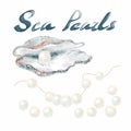 Set of sea pearls. An open seashell with a piece of jewelry, a string with pearls, beads separately isolated on a white Royalty Free Stock Photo