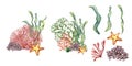Set of sea plants, coral, starfish watercolor illustration isolated on white background. Pink agar agar seaweed Royalty Free Stock Photo