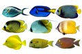 Set of sea - reef fish on white background