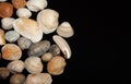 Set of sea shells on a black background, place for text Royalty Free Stock Photo