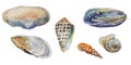 Set of sea shells of Black and tropical seas: open and closed mussels, mya arenaria, Lettered Cone Shell as Conus litteratus, Royalty Free Stock Photo