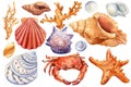 Set of sea shells, crab, starfish on isolated white background, watercolor illustration Royalty Free Stock Photo