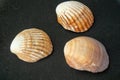 Set of sea shells, isolated on black background Royalty Free Stock Photo