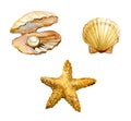 Set of sea shells, starfish, shell with a pearl isolated on white background, watercolor