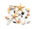 Set of sea shells and starfish on white background Royalty Free Stock Photo