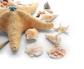 Set of sea shells and starfish on white background Royalty Free Stock Photo