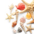 Set of sea shells and starfish on white background Royalty Free Stock Photo