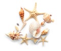 Set of sea shells and starfish on white background Royalty Free Stock Photo