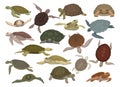 Set of sea turtles. Sea or ocean swimming tortoises cartoon vector Royalty Free Stock Photo