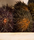 Set of sea urchins or Echinoids Royalty Free Stock Photo