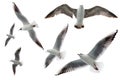 Set of seagulls flying isolated on white background. Birds collection isolated on white. Group of sea gulls Royalty Free Stock Photo