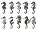 Set of seahorse