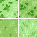 Set of seamless pattern with different culinary herbs. Cilantro green leaf, Oregano, Marjoram, Rosemary plant on green background. Royalty Free Stock Photo