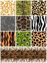 Set seamless patterns animals. Vector