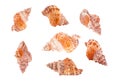 Set of seashell tatufa from different angles. Royalty Free Stock Photo