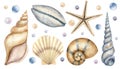 Set of Seashells. Big hand drawn Bundle of Sea Shells on isolated background. Collection of Cockleshells and starfish